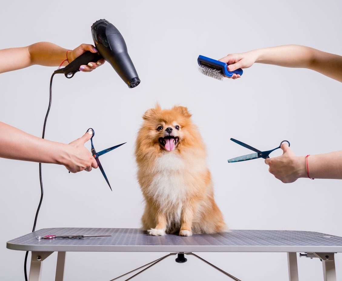 Why Regular Pet Grooming Is Important For Your Dog